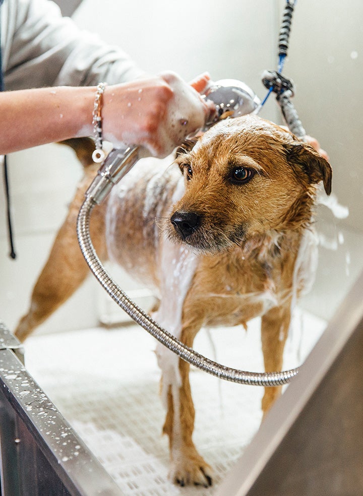 Wet dog being washed at a large dog grooming shower by a human standing out of frame.
