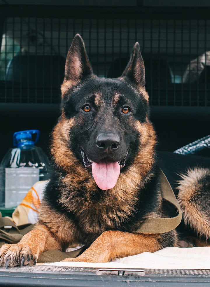 A German Shepherd with its tongue out, relaxing in the trunk of an SUV.