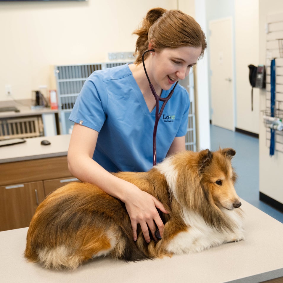 Veterinarian examining a Collie dog on an exam table.