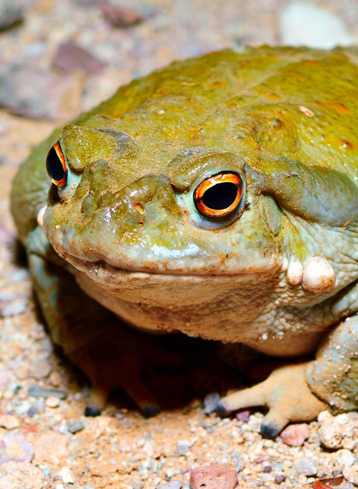 A close-up shot of a fat Sonoran toad.