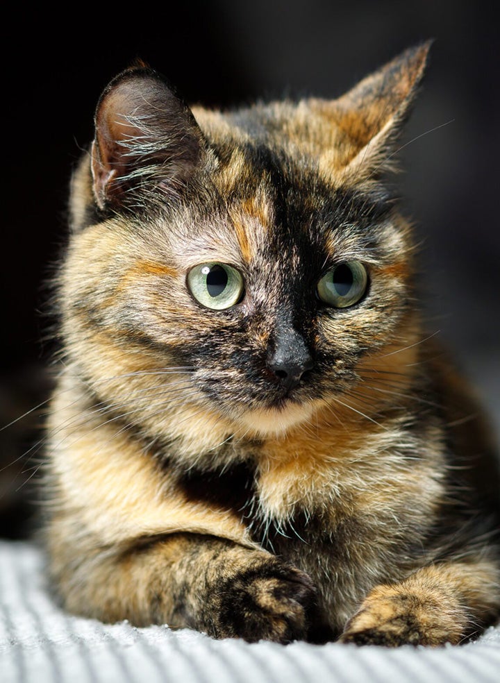 Tortoiseshell cat staring sassily from a bed.