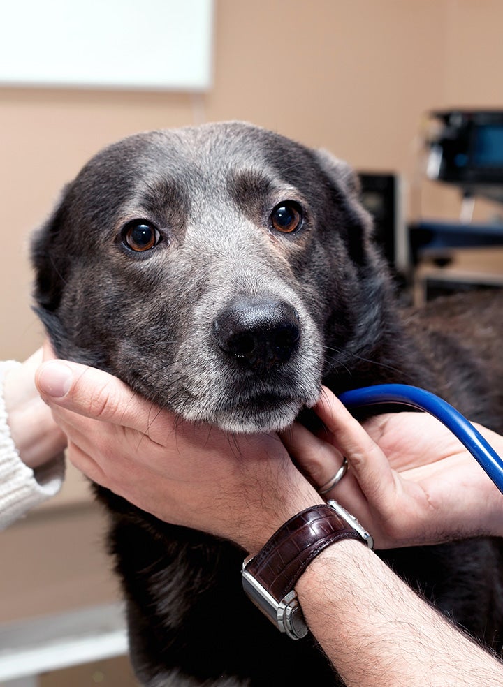 An older black dog is being examined by the hands of a veterinarian standing out of frame.