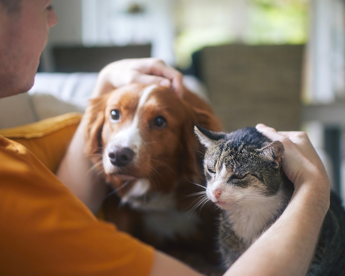 A man petting a dog and a cat on a couch