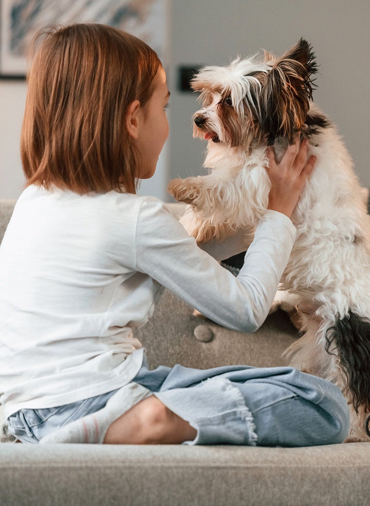A young girl with her back turned to towards the viewer sits on a grey couch and holds up a small dog.