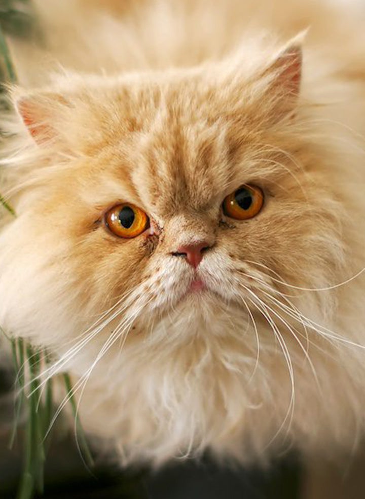 A close up of a golden Persian cat with orange eyes.