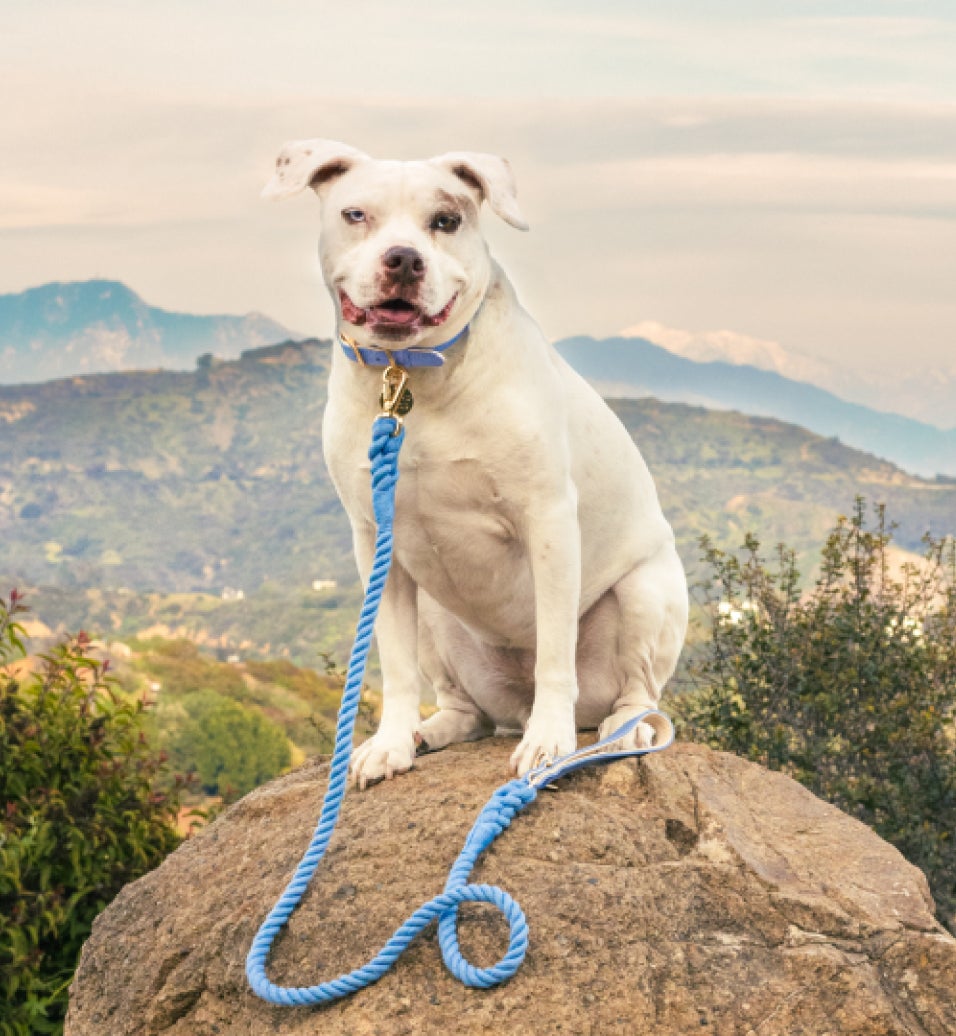 A white Pitbull mix with blue color and leash sits on top of Los Angeles hill.