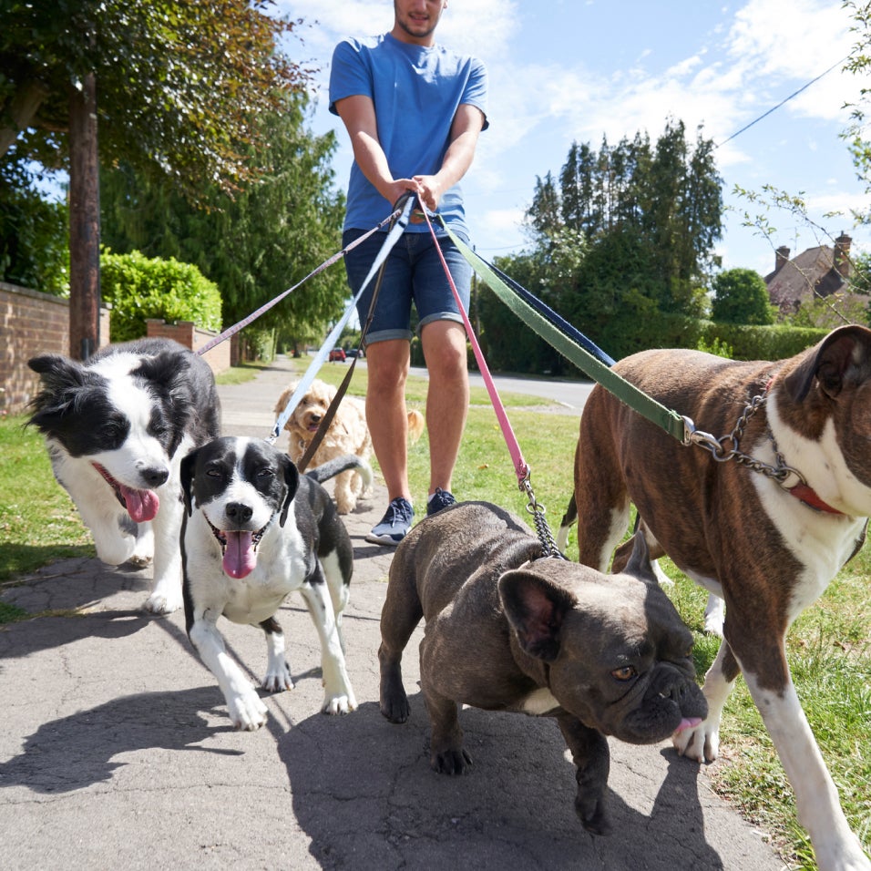 A man in a blue shirt walks 5 dogs outside on a sunny day