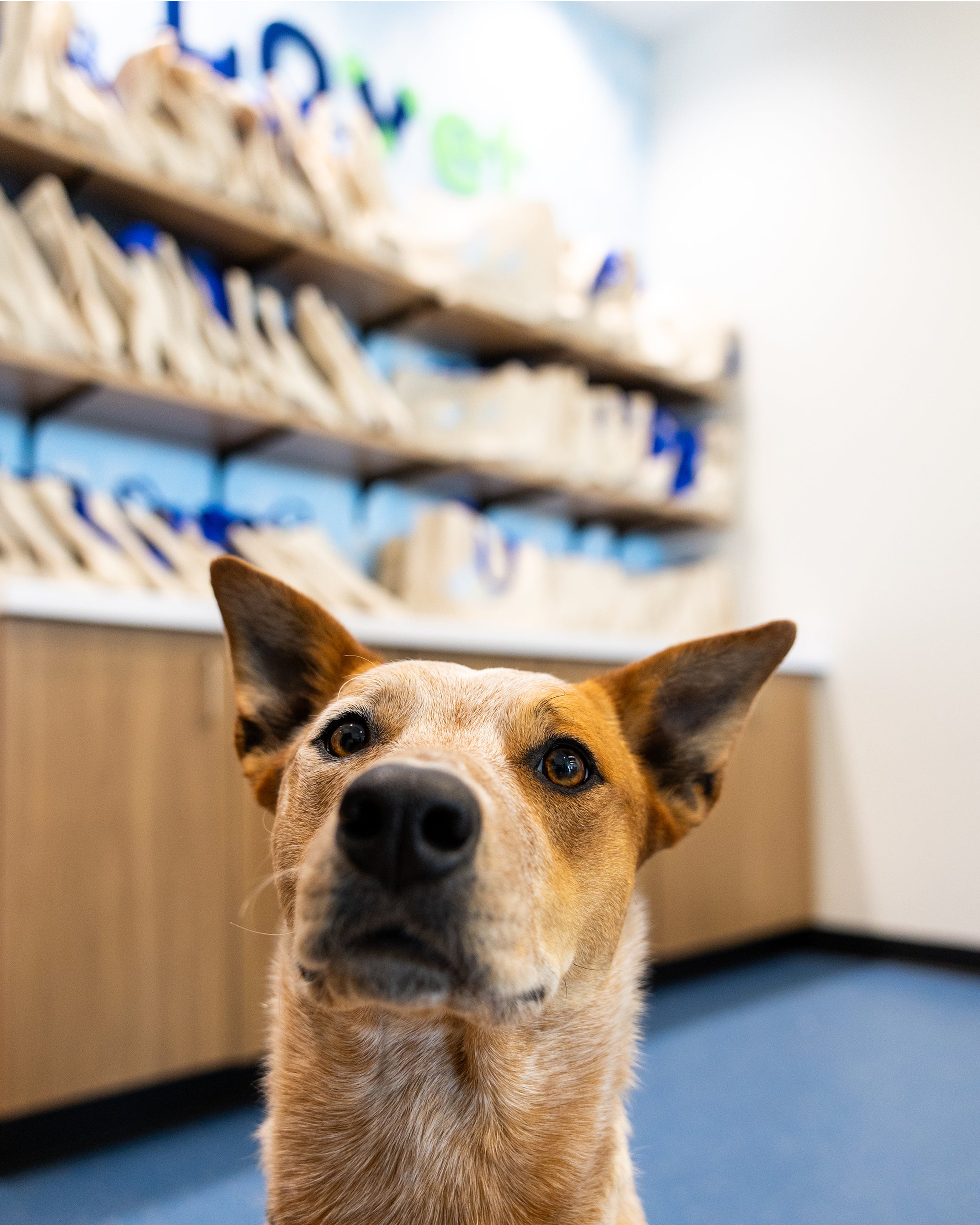  A red heeler in focus in front of a shelf full of Lovet tote bags.