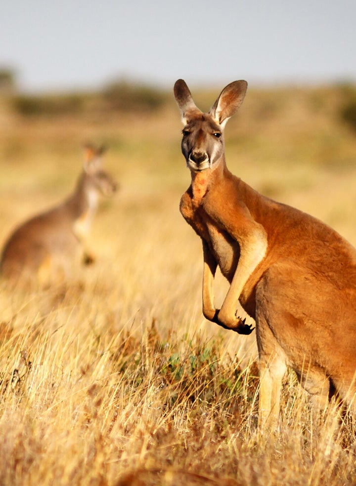 A pair of kangaroos, one in the background and one in the foreground, stand in sunny tall grass.