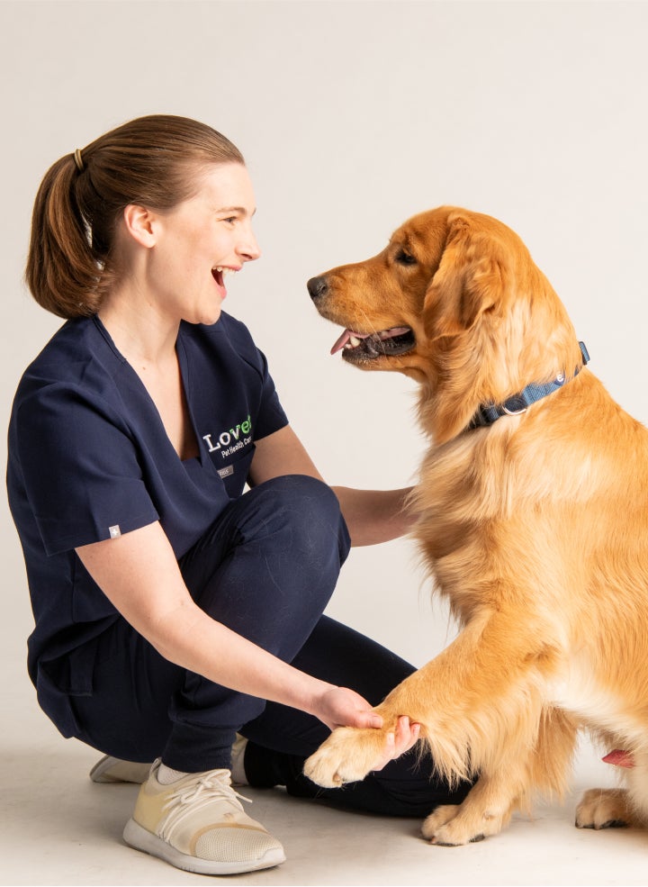 A smiling woman in Lovet scrubs kneeling to hold the paw of a panting golden retriever.