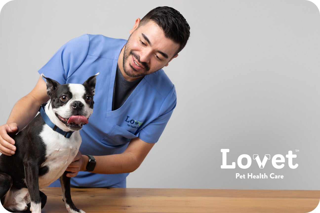 A Lovet Pet Health Care staff member is having a positive interaction with a dog in the exam room.