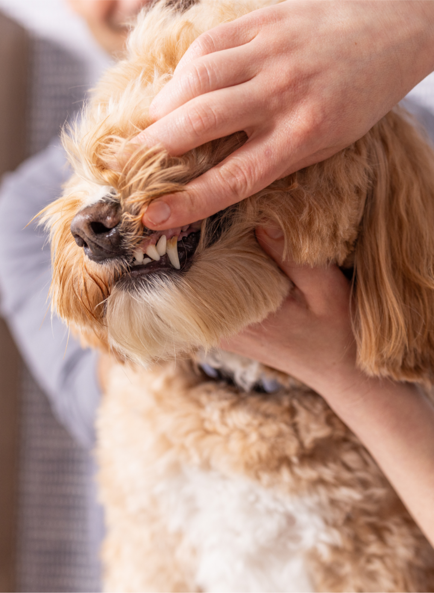 A pair of hands checking a golden doodle's teeth.