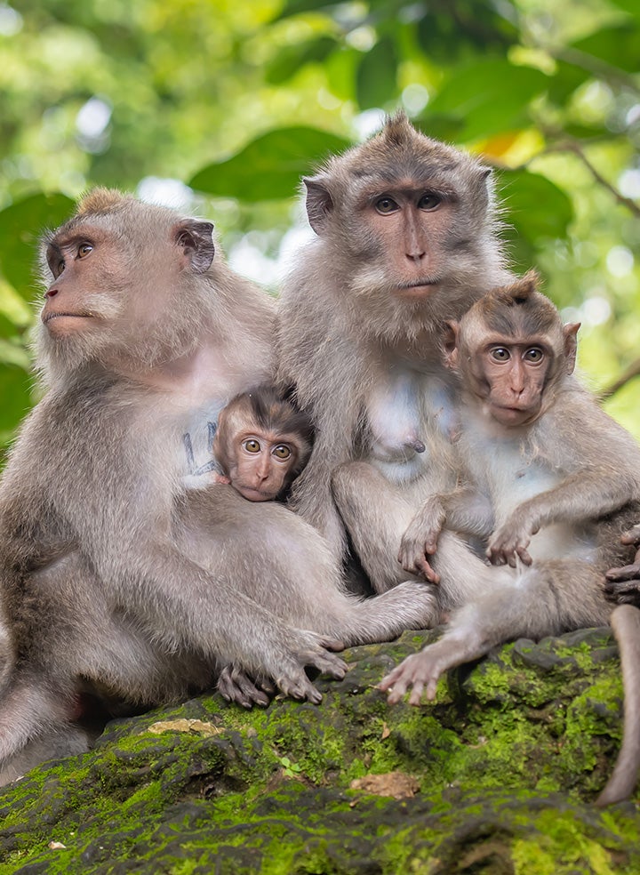 A group of two adult and two adolescent Macaques sitting together on a mossy rock.