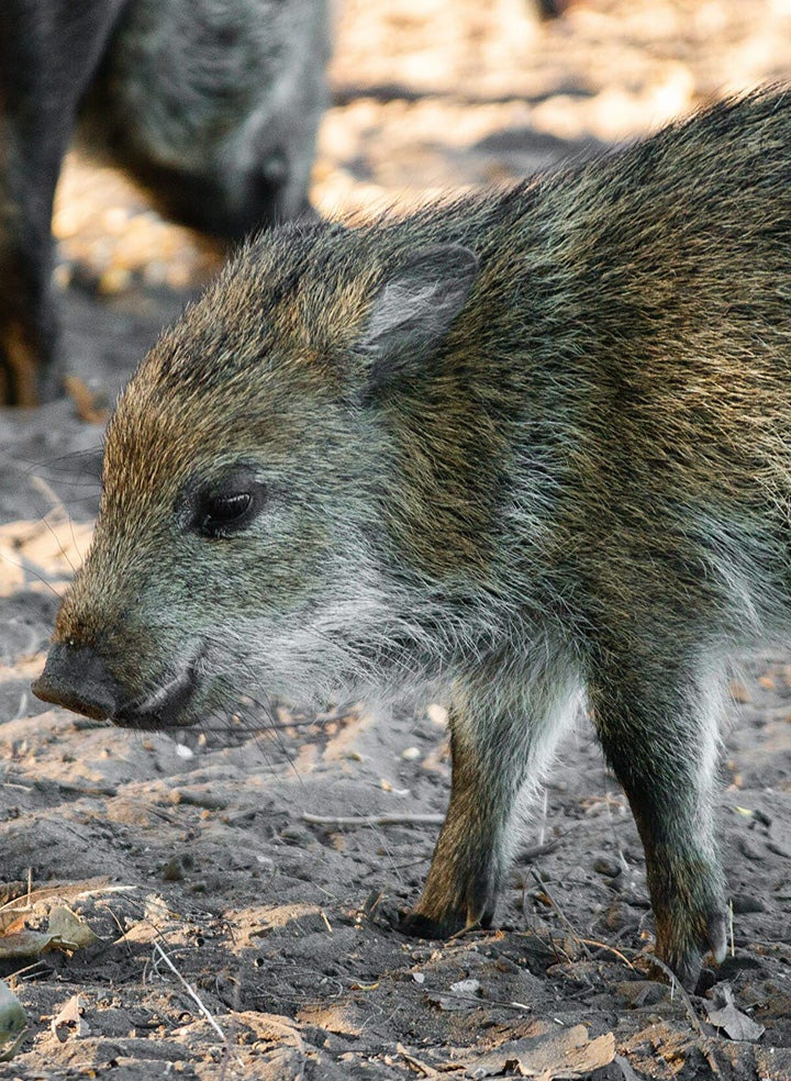 A baby javelina stands alone on a sandy patch.