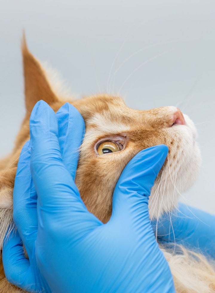 An orange and white cat getting its eye examined by a human wearing blue rubber gloves.