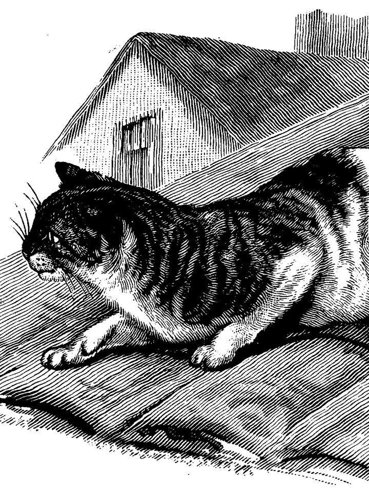 A late 19th century etching of a tabby cat prowling on a rooftop.