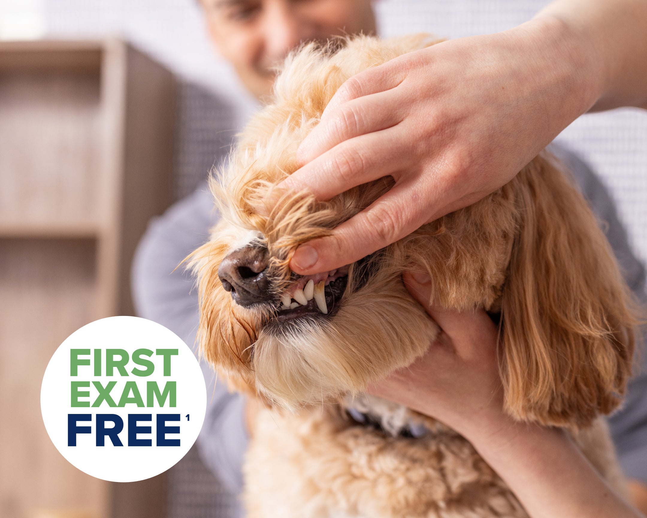 Small dog experiencing a dental exam at Lovet Pet Health Care.