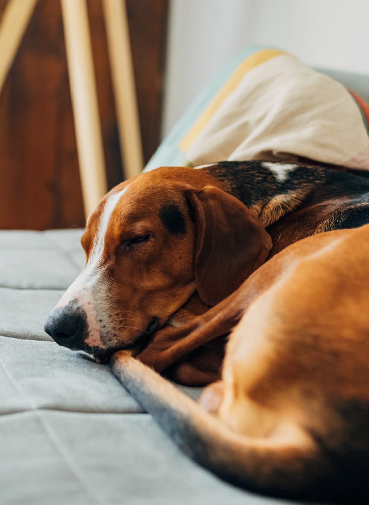 A sleeping beagle curled up on a blue futon.