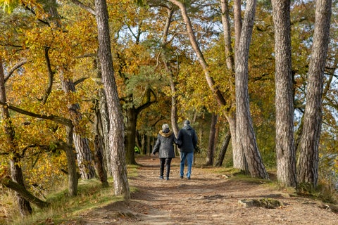Couple walking into the woods in Vught, Netherlands, surrounded by tall trees and natural greenery