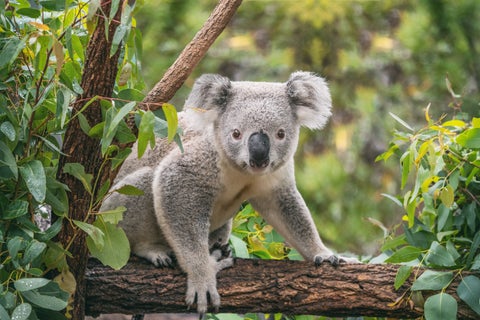 Koala resting in a tree at Adelaide, Australia