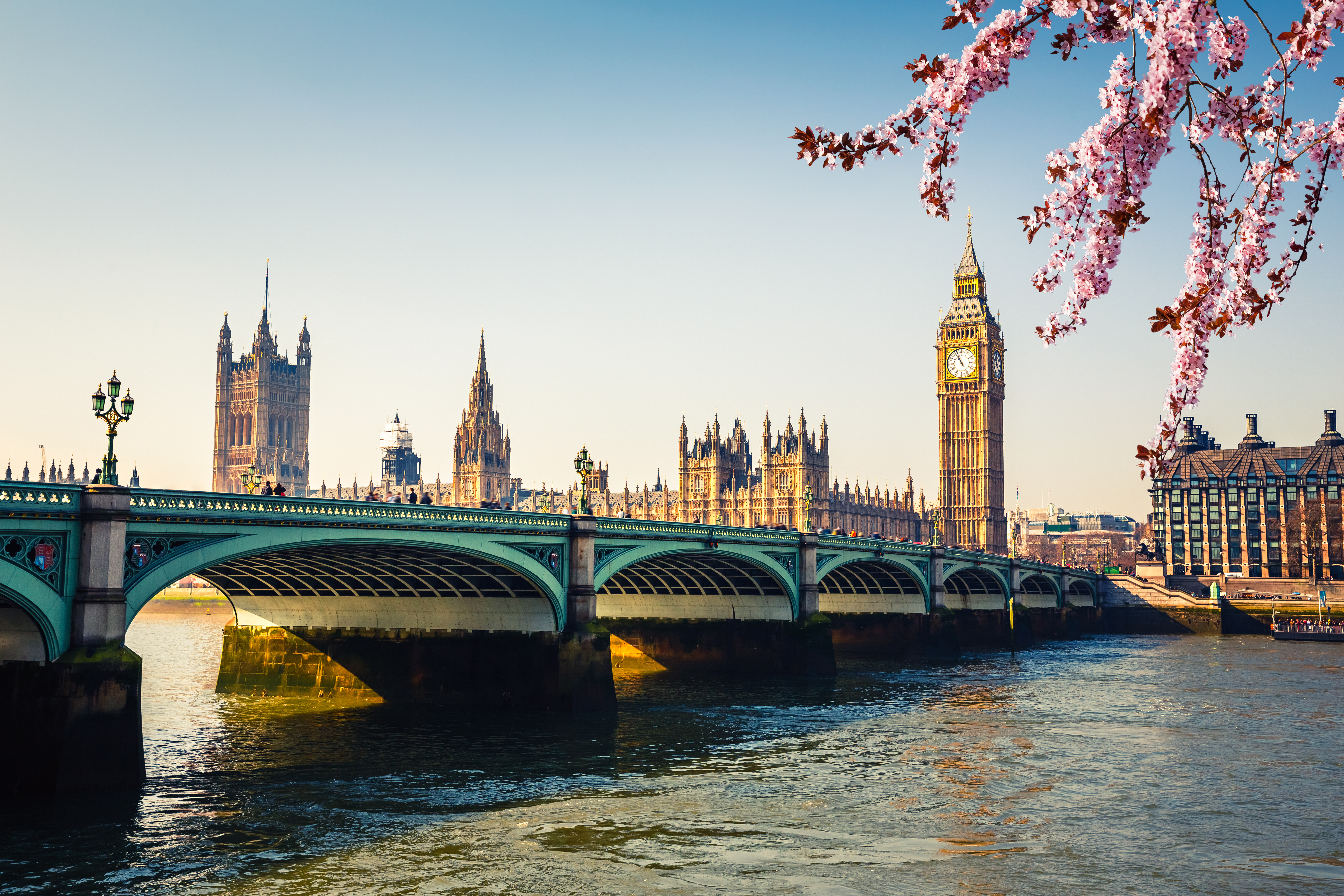 Big Ben and Westminster in London City seen from the Thames River with a bridge and cherry blossoms on a sunny day