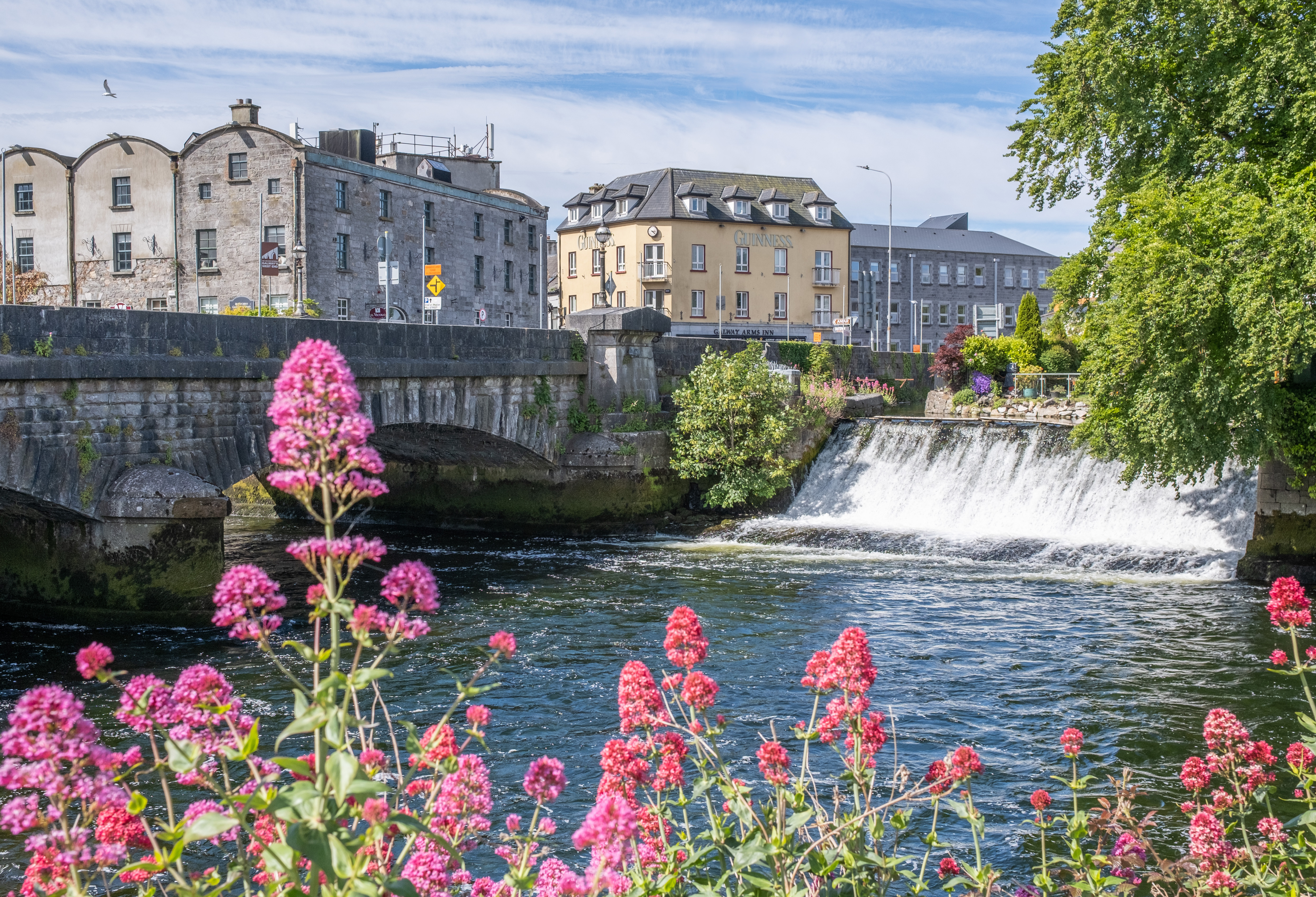 River Corrib flowing through the center of Galway city, with old buildings and wild flowers growing