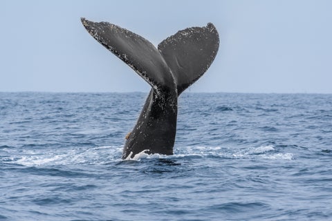 Whale in the ocean at Montañita, Ecuador