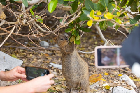 Tourists taking photos of Animals in Nature in Perth, Australia