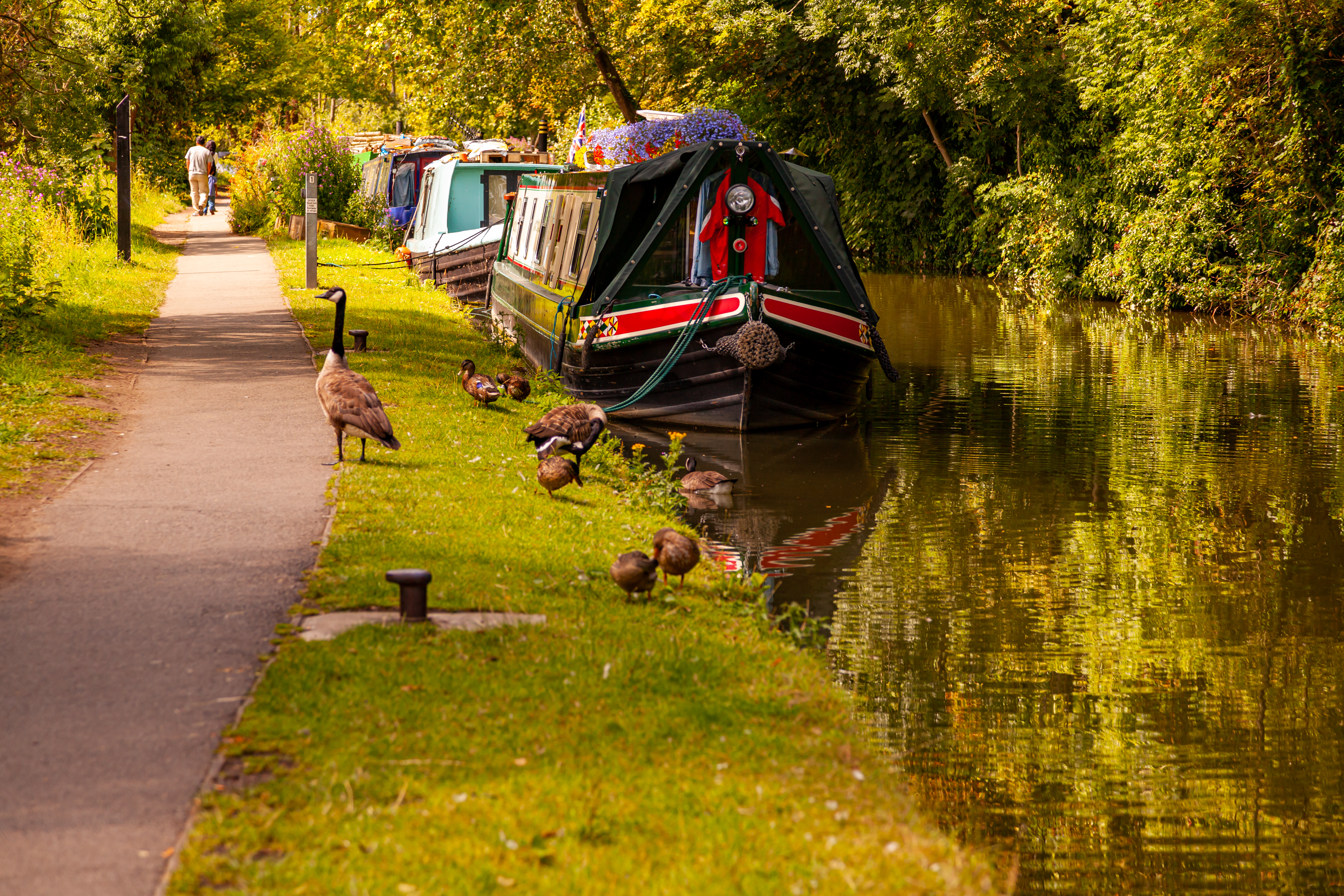 Ducks swimming by a calm canal in Oxford, UK