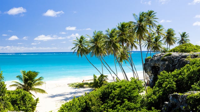 Bottom Bay Paradise beach on the Caribbean island of Barbados, with palms hanging over turquoise sea
