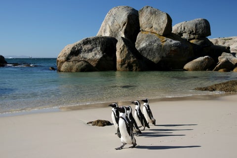 Penguins resting on the beach at Boulders Beach, Cape Town, South Africa