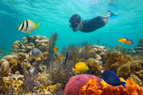 Tourist scuba diving in Bocas del Toro, Panama surrounded by colourful tropical fishes