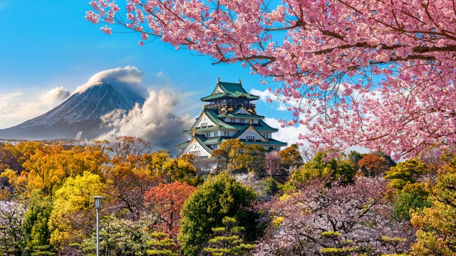Osaka Castle and full cherry blossom, with Fuji mountain background, Japan