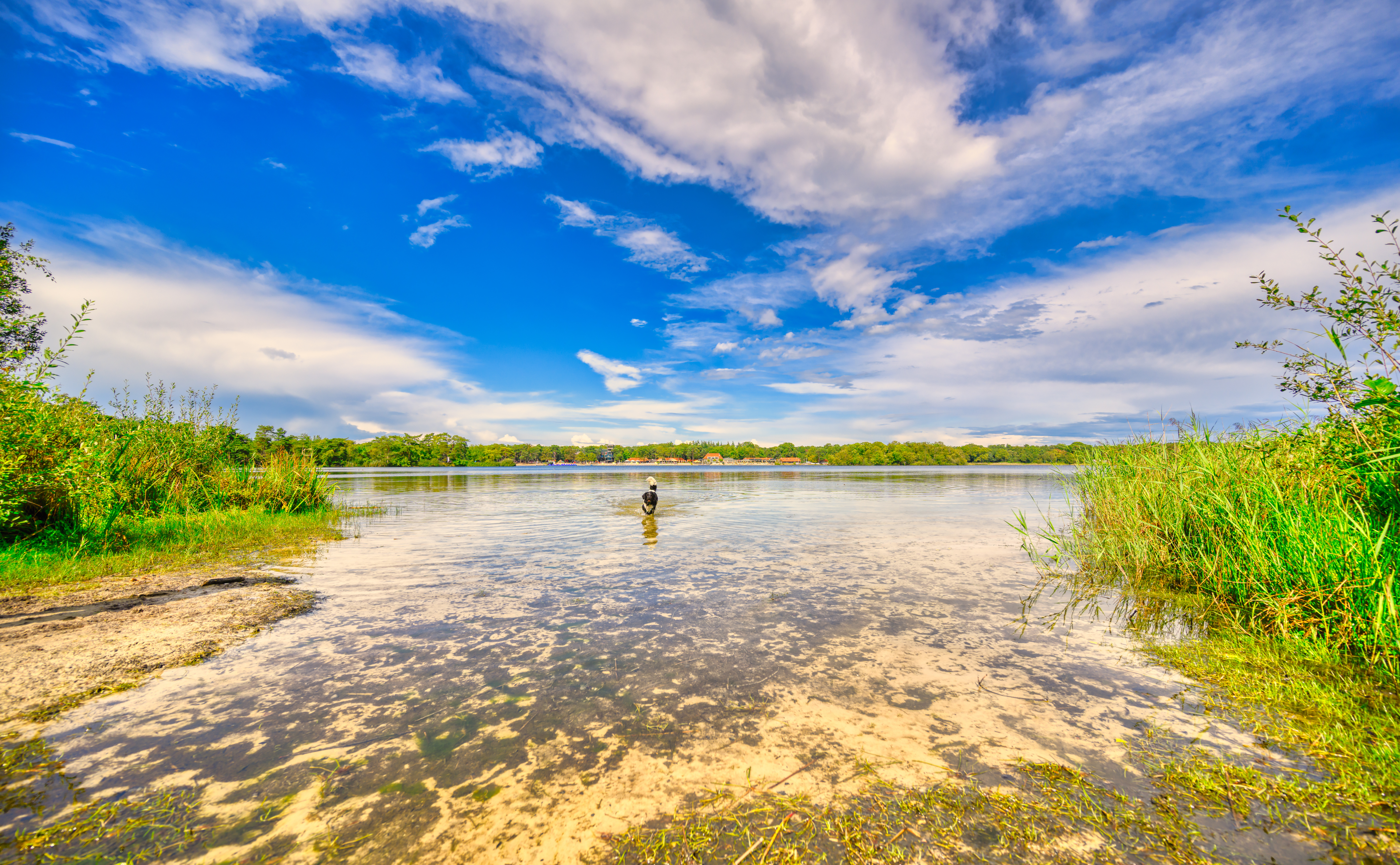 A dog enjoying the water of the lake De IJzeren Man in Vught, the Netherlands