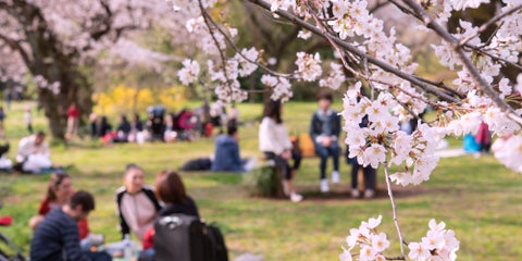 People enjoying the park during sakura in Tokyo, Japan