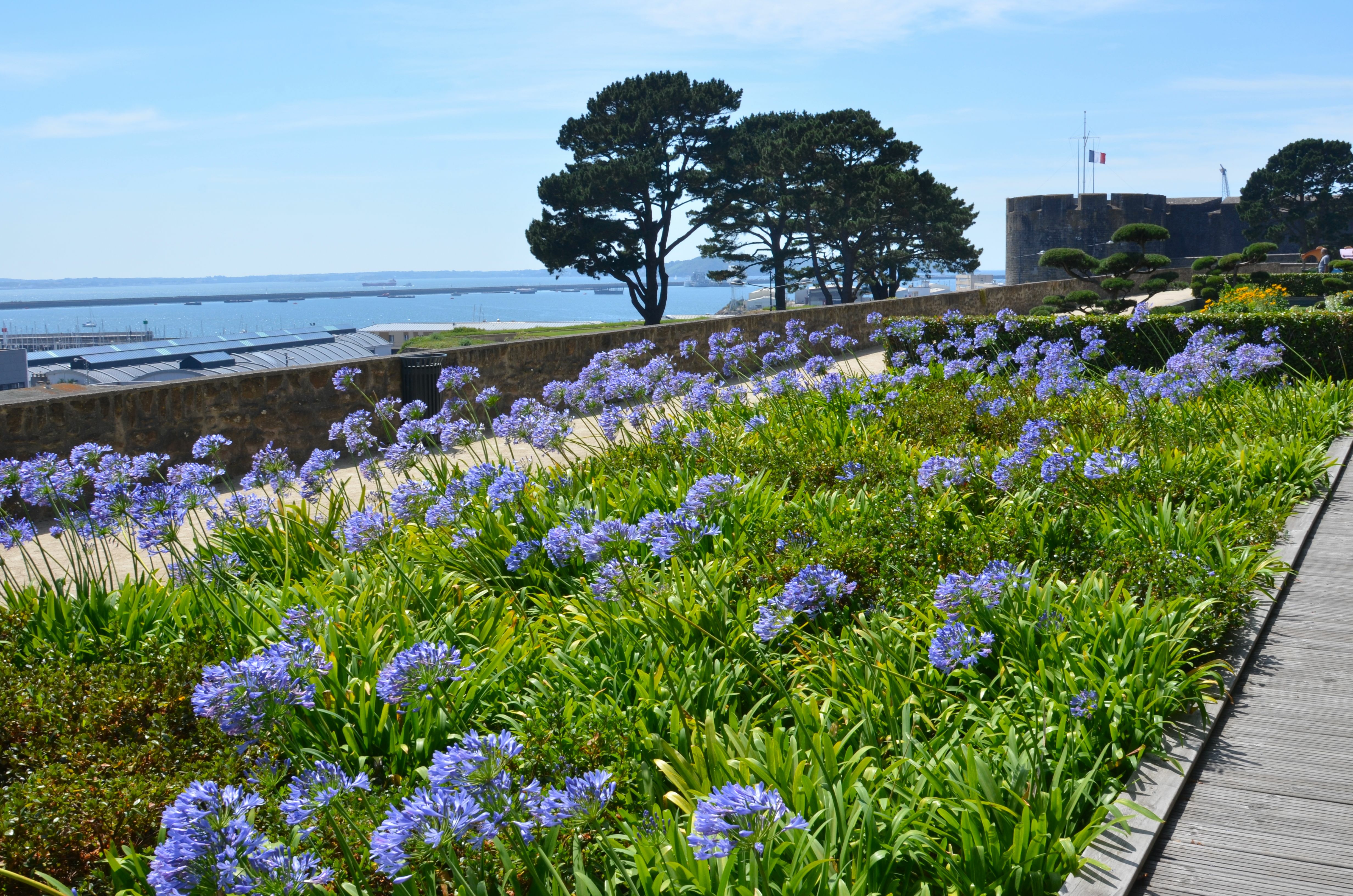 Garden with lavender flowers next to the beach in Brest, France