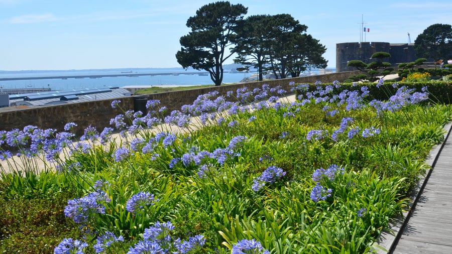 Garden with lavender flowers next to the beach in Brest, France