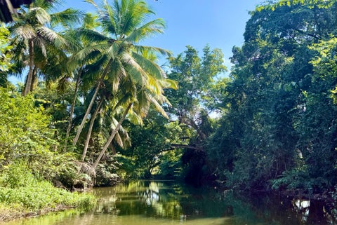 Forest with high trees and a river at Sosua, Dominican Republic