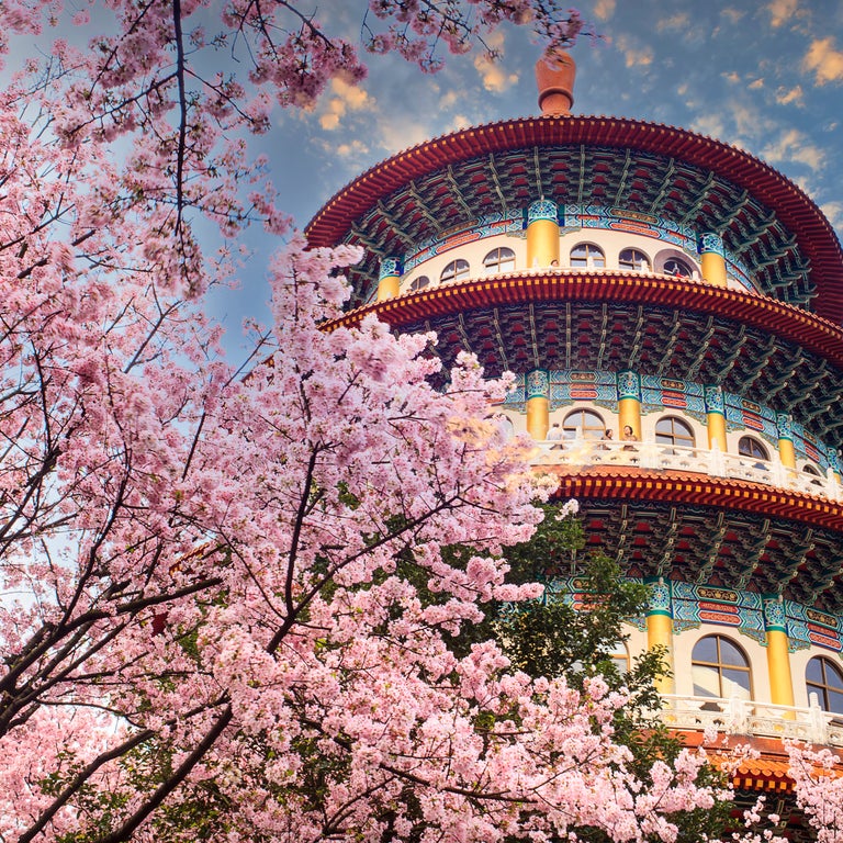 Sakura cherry blossom at Tianyuan temple, Taipei, Taiwan