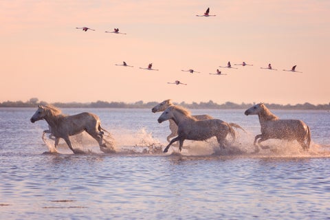 Horses running in the water with birds flying in the sky at Montpellier, France
