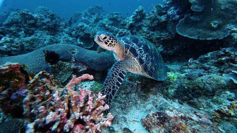 Sea turtle swimming underwater near Boracay Island, Philippines