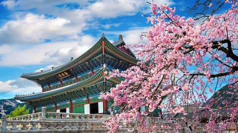 Cherry blossoms (sakura) in full bloom during spring in Seoul, South Korea