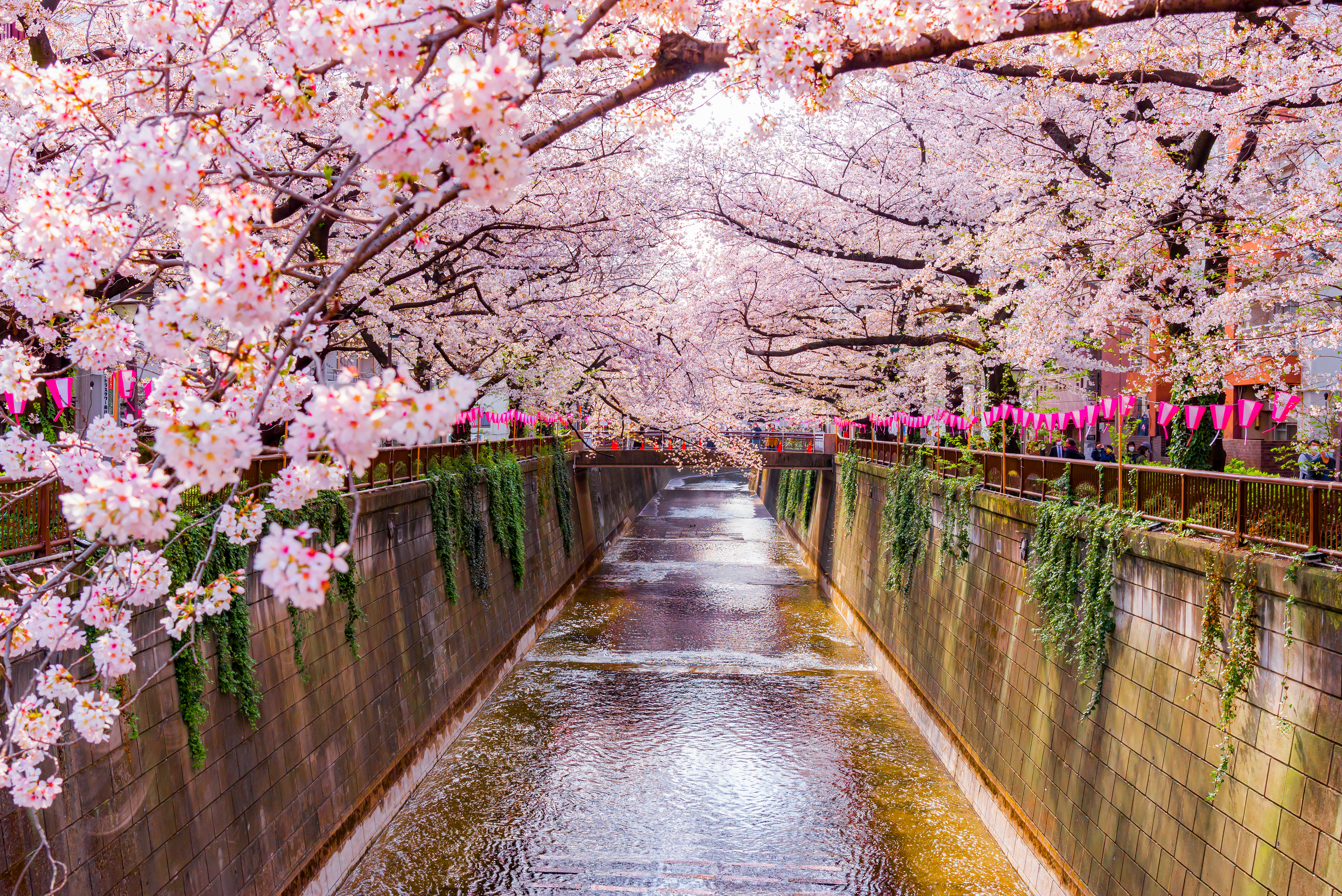 Okazaki Canal (Lake Biwa Canal) during sakura in Kyoto, Japan