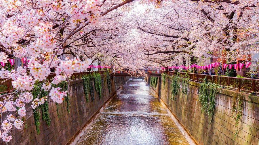 Okazaki Canal (Lake Biwa Canal) during sakura in Kyoto, Japan