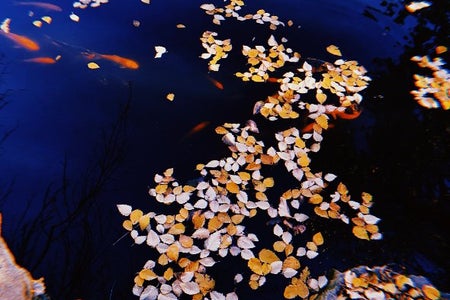 Koi pond