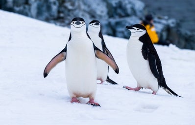 penguins on snow covered fields during daytime in antarctica