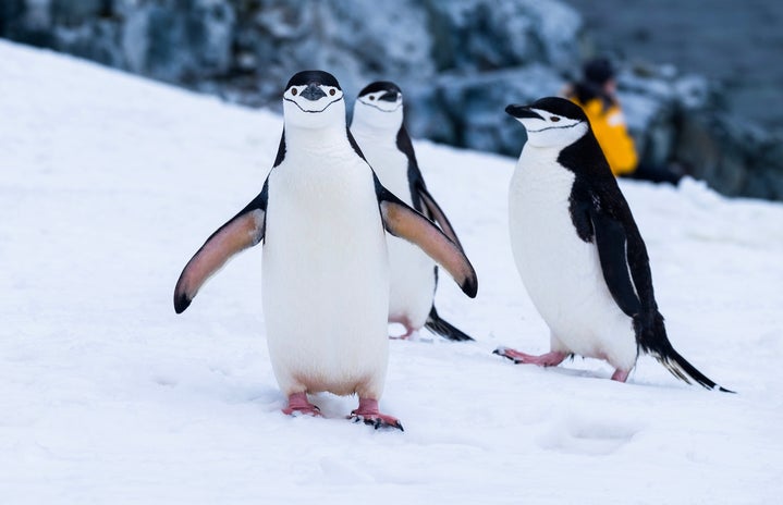 penguins on snow covered fields during daytime in antarctica