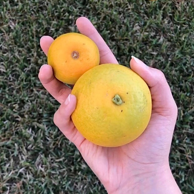 Hand holding two small Valencia oranges over grass, one bright orange all around and the other light green at the top.