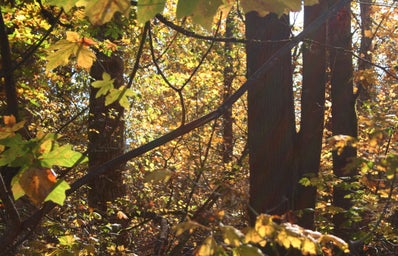 yellow forest in fall