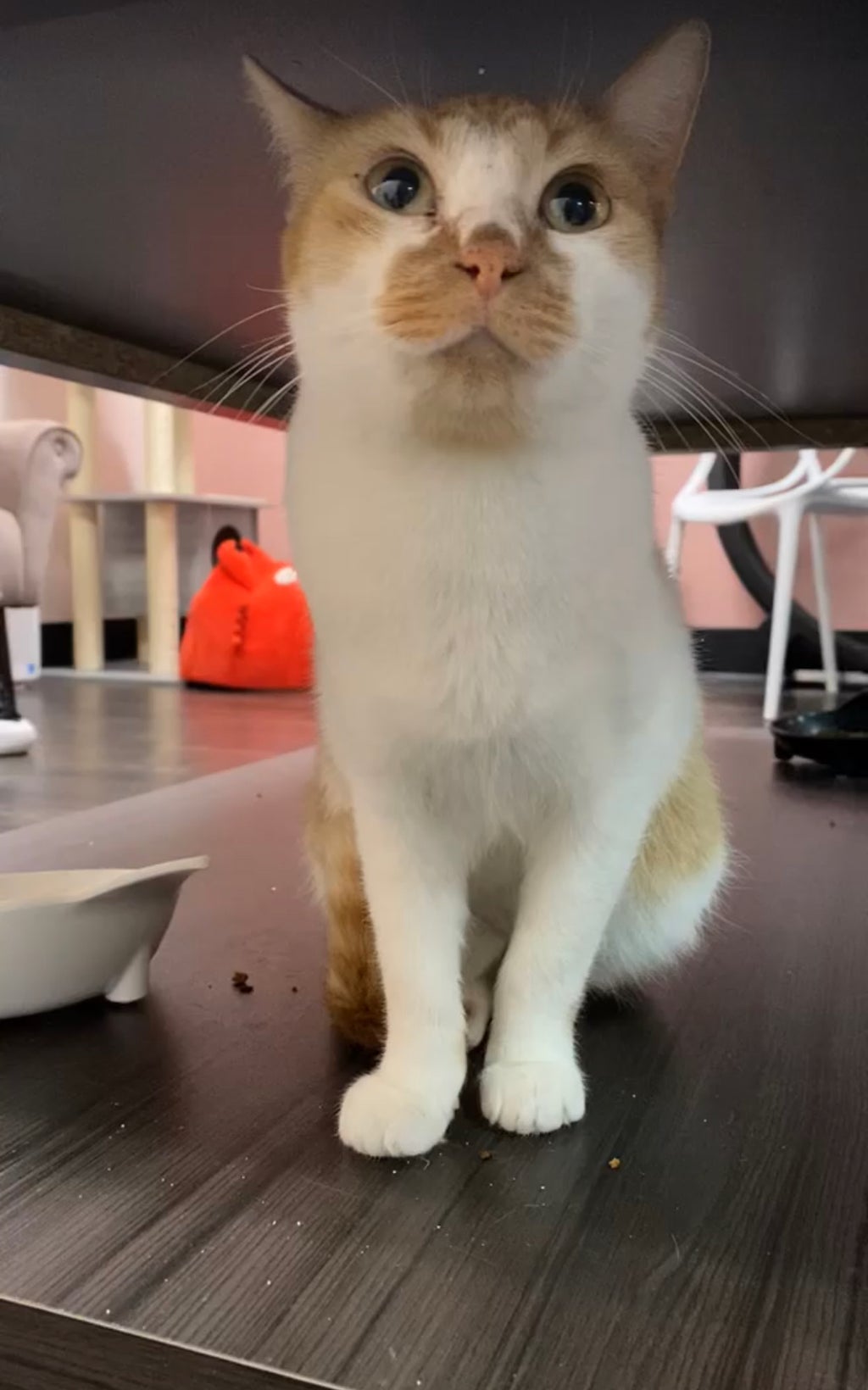 tally cat cafe 2